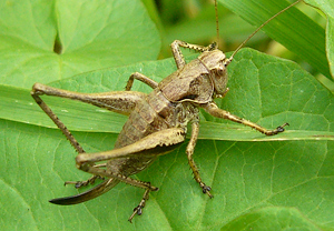 Gewöhnliche Strauchschrecke (Pholidoptera griseoaptera)