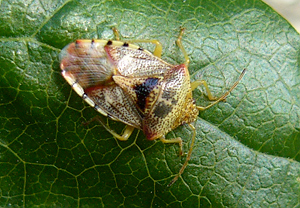 Fleckige Brutwanze (Elasmucha grisea)