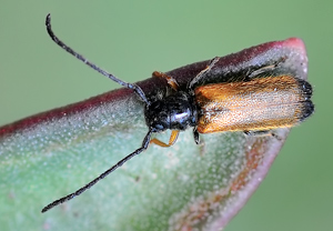 Angebrannter Schmalbock (Tetrops praeustus) &ndash; Foto 2