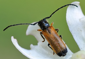 Angebrannter Schmalbock (Tetrops praeustus) &ndash; Foto 3