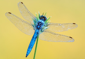 Südlicher Blaupfeil (Orthetrum brunneum), 10.07.2015