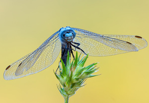 Südlicher Blaupfeil (Orthetrum brunneum), 10.07.2015