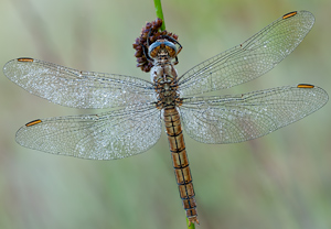 Südlicher Blaupfeil (Orthetrum brunneum) &ndash; Foto 1
