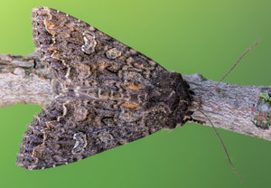 Kohleule (Mamestra brassicae), 28.04.2022, Hürth