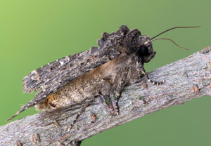 Kohleule (Mamestra brassicae), 28.04.2022, Hürth