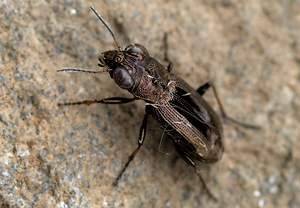 Zweigefleckter Eilkäfer (Notiophilus biguttatus) &ndash; Foto 2