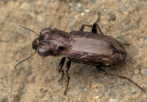 Zweigefleckter Eilkäfer (Notiophilus biguttatus) &ndash; Foto 1