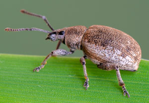 Grauer Knospenrüssler (Peritelus sphaeroides), 30.05.2019