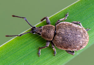 Grauer Knospenrüssler (Peritelus sphaeroides), 30.05.2019