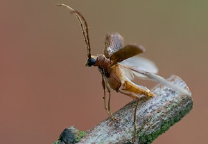 Kräuterdieb (Ptinus fur)