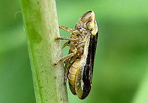 Wiesen-Schaumzikade (Philaenus spumarius) &ndash; Foto 2