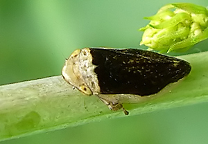 Wiesen-Schaumzikade (Philaenus spumarius) &ndash; Foto 1