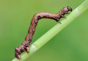 Federfühler-Herbstspanner (Colotois pennaria) – Foto 3