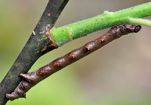 Federfühler-Herbstspanner (Colotois pennaria) – Foto 4