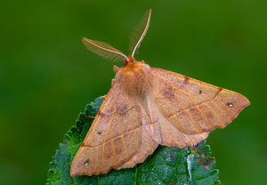 Federfühler-Herbstspanner (Colotois pennaria), 15.10.2025, Wyry