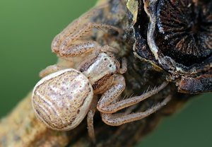 Sumpfkrabbenspinne (Xysticus ulmi)
