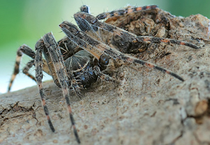 Brückenkreuzspinne (Larinioides sclopetarius) &ndash; Foto 2
