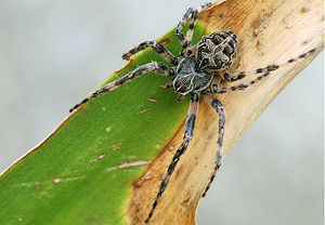 Brückenkreuzspinne (Larinioides sclopetarius) &ndash; Foto 1