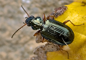Bembidion deletum