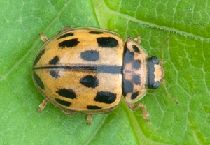 Sechzehnpunkt-Marienkäfer (Tytthaspis sedecimpunctata), 29.04.2012