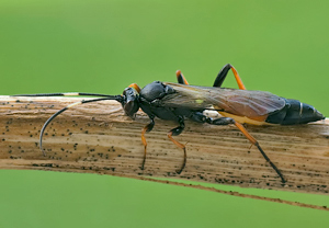 Stenichneumon culpator &ndash; Foto 2
