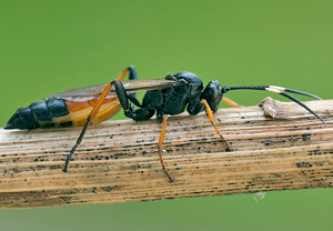 - (Stenichneumon culpator)