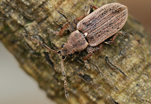 Birnen-Grünrüssler (Phyllobius pyri) &ndash; Foto 2