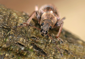 Birnen-Grünrüssler (Phyllobius pyri) &ndash; Foto 3