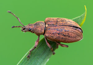 Birnen-Grünrüssler (Phyllobius pyri), 25.04.2019