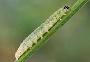 Brennnesselzünsler (Anania hortulata) – Foto 2