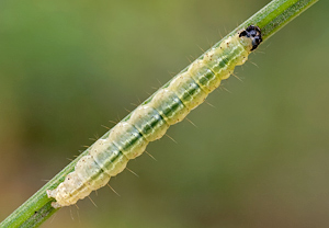 Brennnesselzünsler (Anania hortulata) – Foto 3