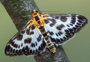 Brennnesselzünsler (Anania hortulata), 12.05.2017