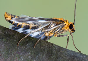 Brennnesselzünsler (Anania hortulata), 12.05.2017