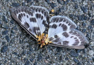 Brennnesselzünsler (Anania hortulata)
