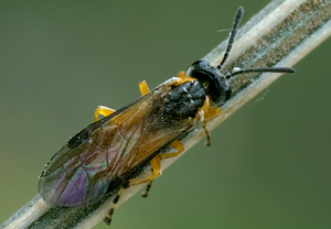 Athalia cordata &ndash; Foto 2