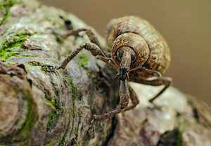 Ovaler Gespinstrüssler (Donus ovalis) &ndash; Foto 2
