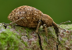 Ovaler Gespinstrüssler (Donus ovalis) &ndash; Foto 3