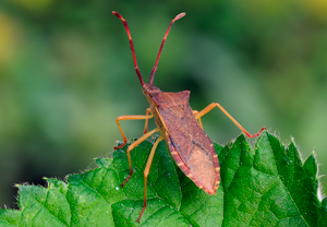 Braune Randwanze (Gonocerus acuteangulatus), 22.05.2010
