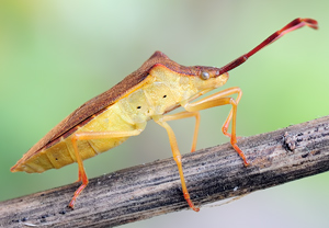 Braune Randwanze (Gonocerus acuteangulatus), 22.05.2010