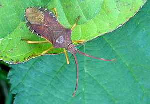 Braune Randwanze (Gonocerus acuteangulatus)