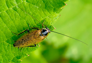 Lappländische Waldschabe (Ectobius lapponicus)