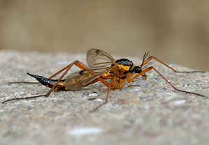 Ctenophora pectinicornis &ndash; Foto 2