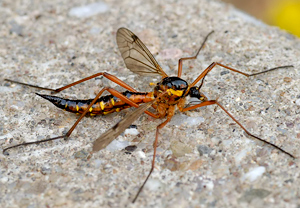 - (Ctenophora pectinicornis)