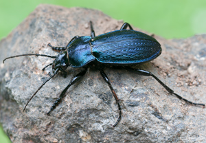 Feingestreifter Laufkäfer (Carabus monilis), 02.07.2011