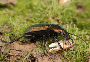 Feingestreifter Laufkäfer (Carabus monilis) &ndash; Foto 3