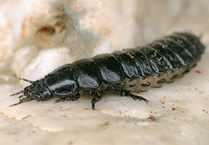 Feingestreifter Laufkäfer (Carabus monilis) &ndash; Foto 4