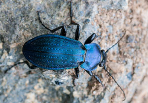 Feingestreifter Laufkäfer (Carabus monilis), 02.07.2011