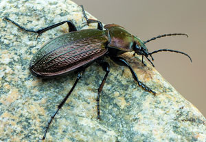 Feingestreifter Laufkäfer (Carabus monilis), 17.05.2020, Bad Münstereifel