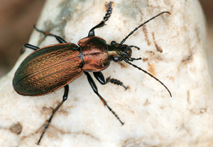 Feingestreifter Laufkäfer (Carabus monilis) &ndash; Foto 1