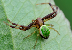 Grüne Blattkrabbenspinne (Ebrechtella tricuspidata), 01.05.2010